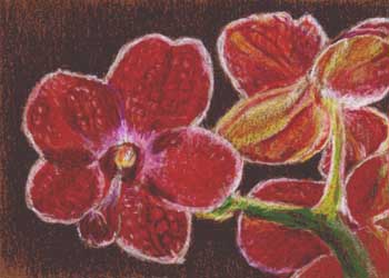 Red Orchids Jacki Martindale Sun Prairie WI colored pencil